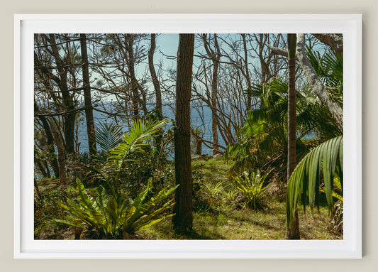 Coastal Jungle